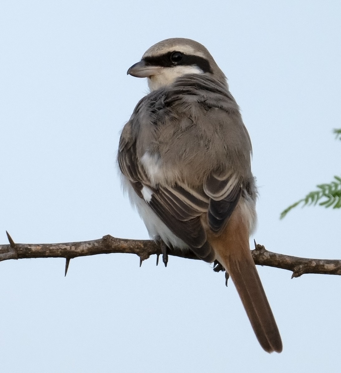 Red-tailed Shrike - ML624246812