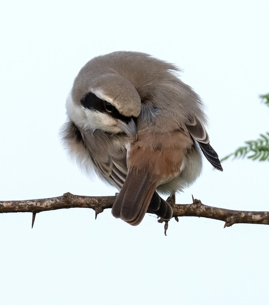 Red-tailed Shrike - ML624246813