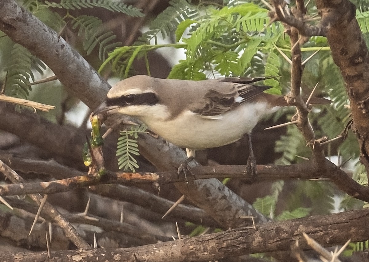 Red-tailed Shrike - ML624246814