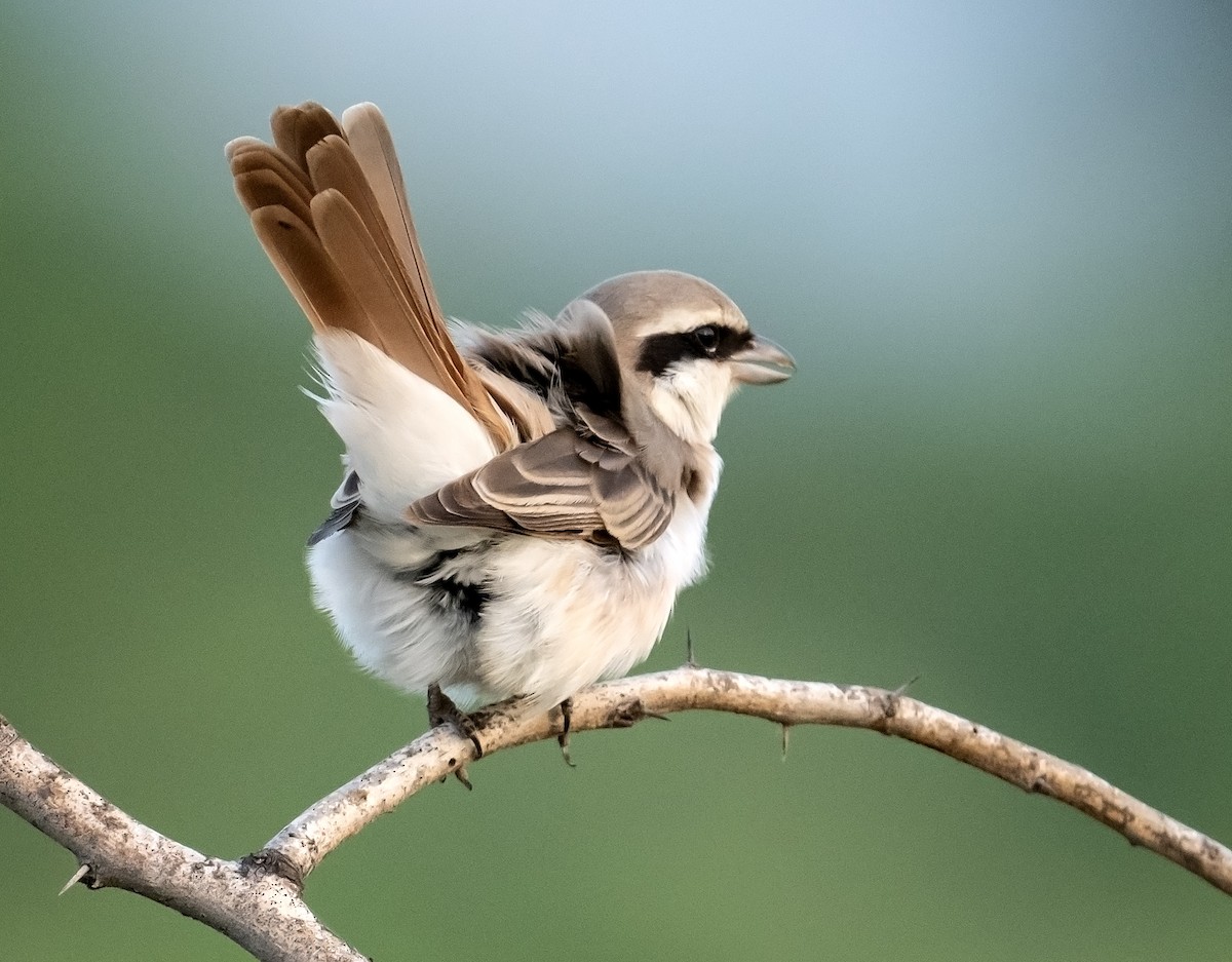 Red-tailed Shrike - jaysukh parekh Suman