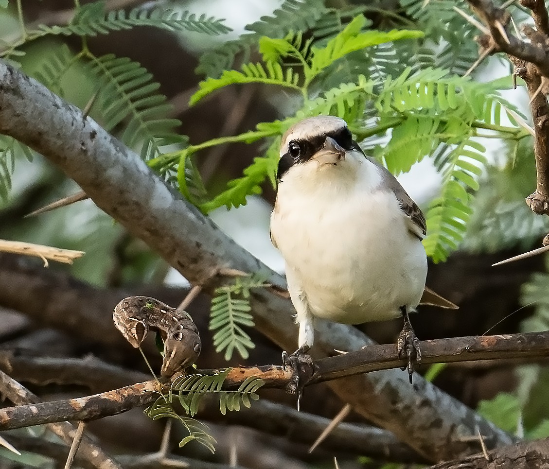 Red-tailed Shrike - ML624246816