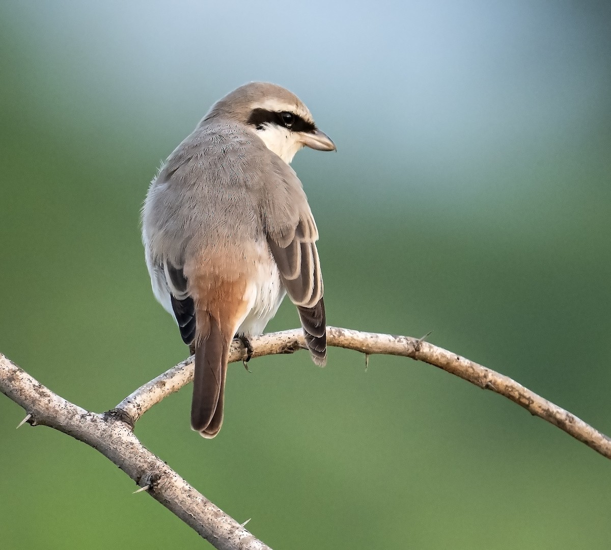 Red-tailed Shrike - ML624246817