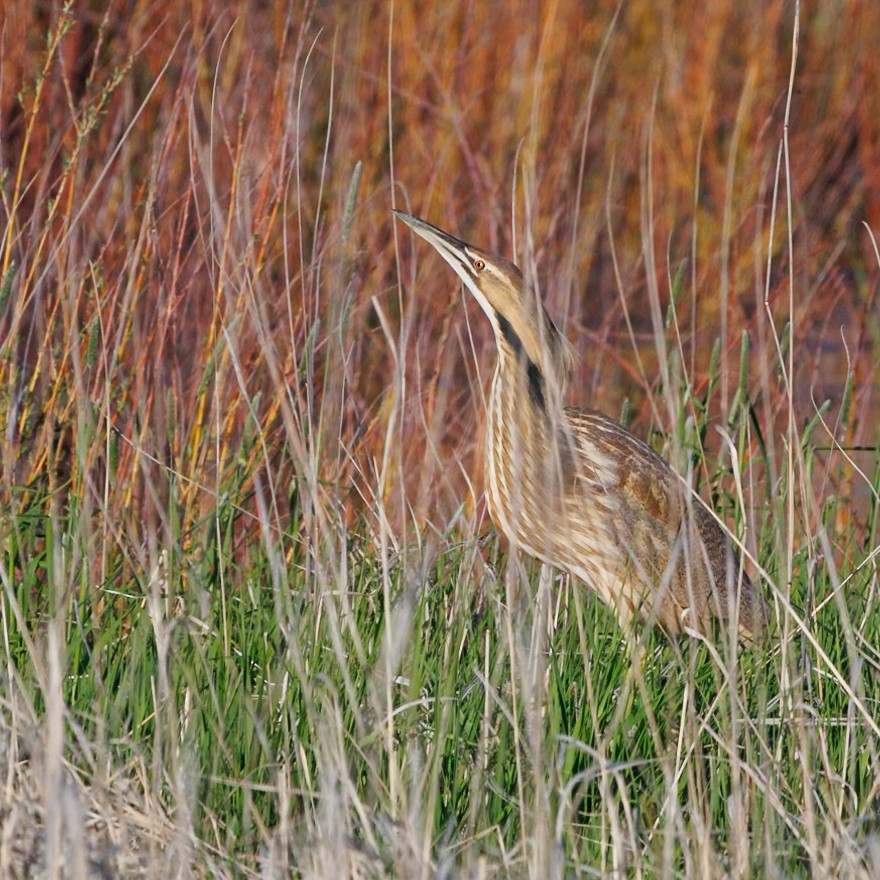 American Bittern - Ethan Allred