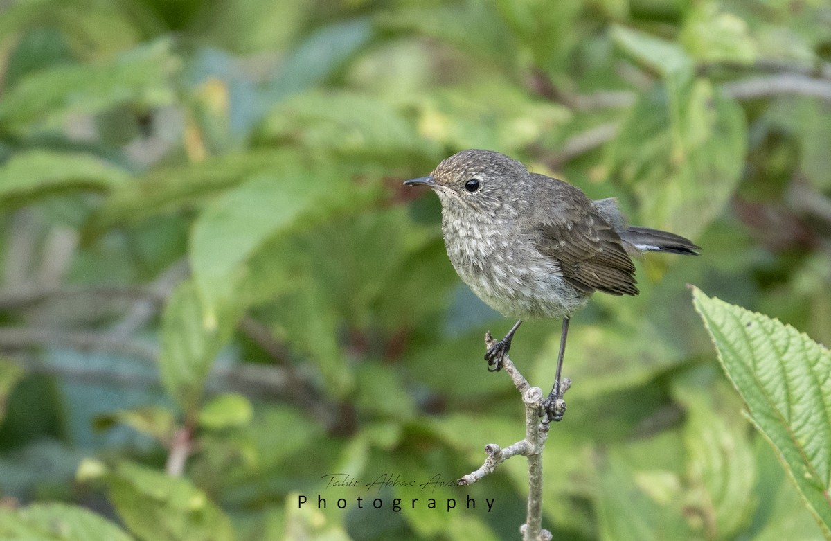 Himalayan Rubythroat - ML624246862