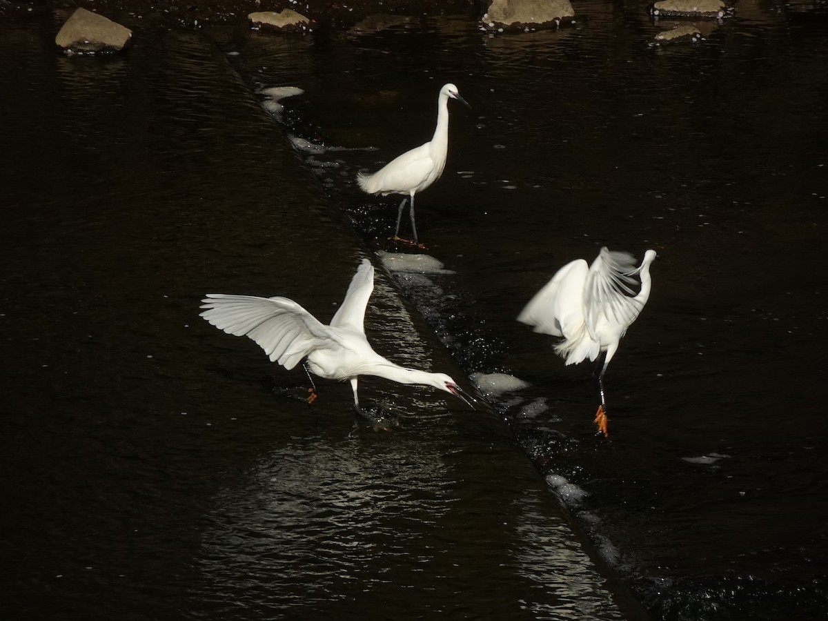 Little Egret - Pierre Alquier