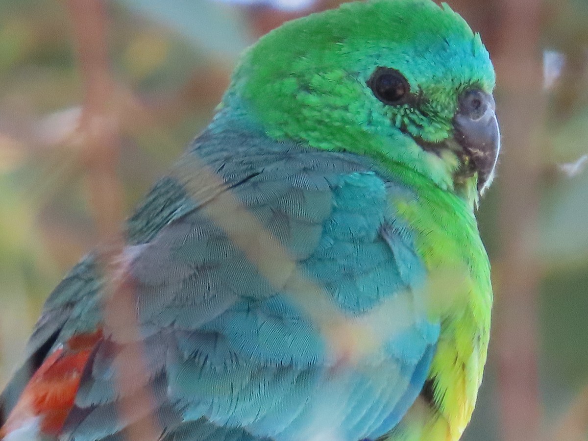 Red-rumped Parrot - ML624246877