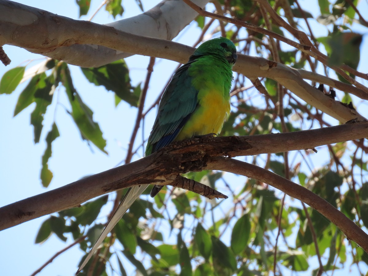 Red-rumped Parrot - ML624246878