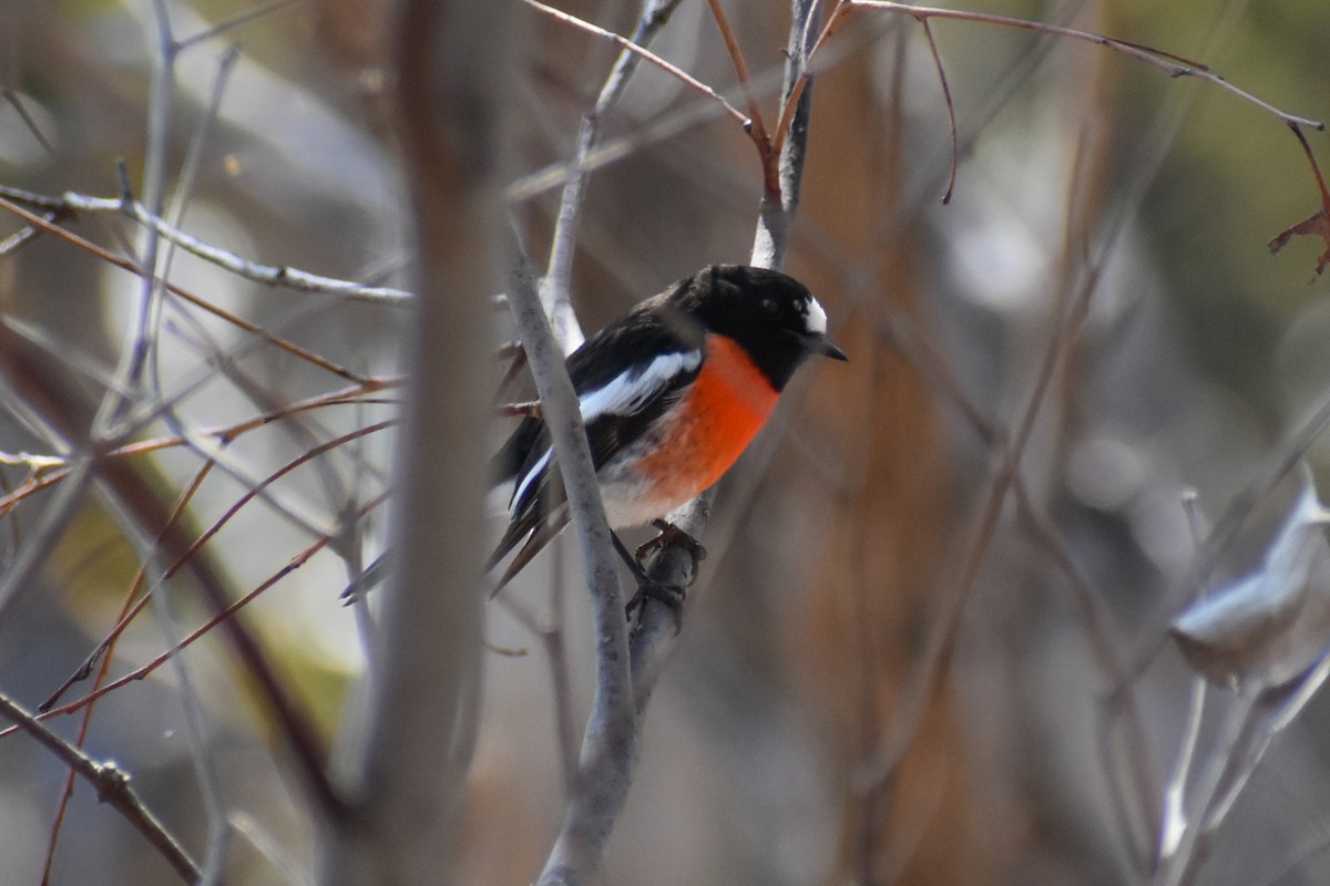 Scarlet Robin - ML624246879