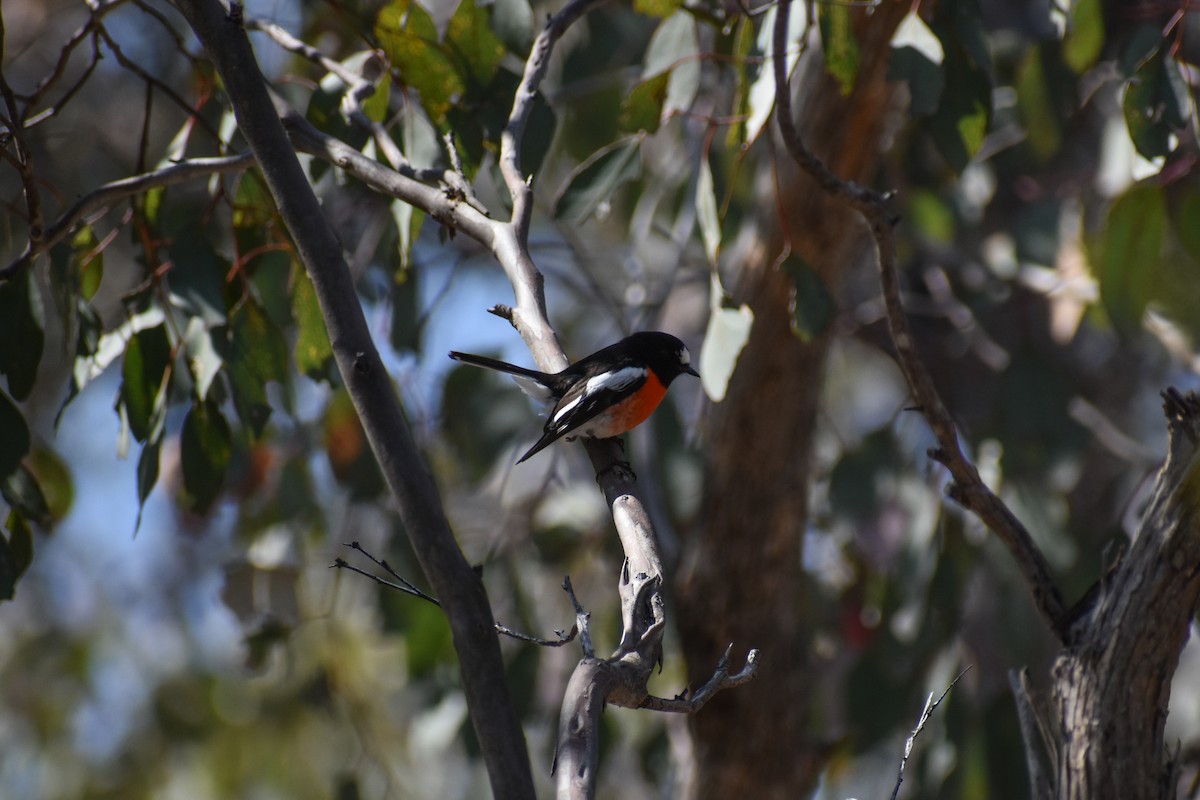 Scarlet Robin - ML624246883