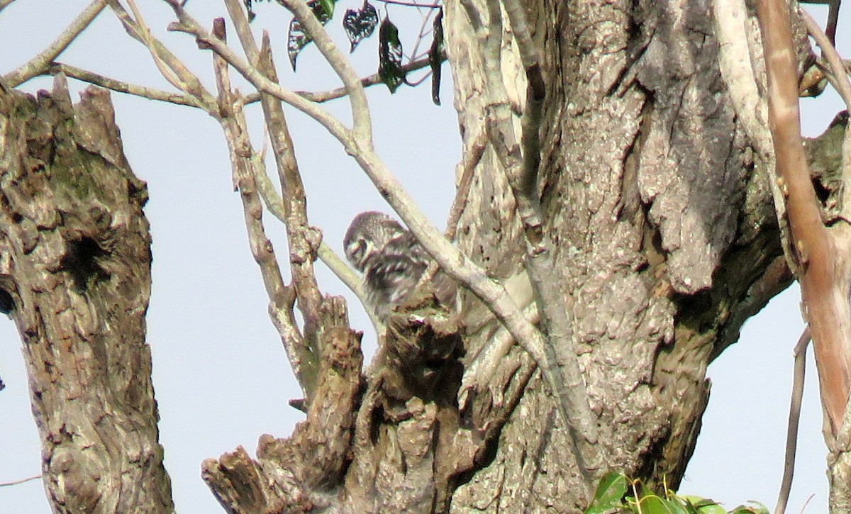 Spotted Owlet - Deepa Mohan