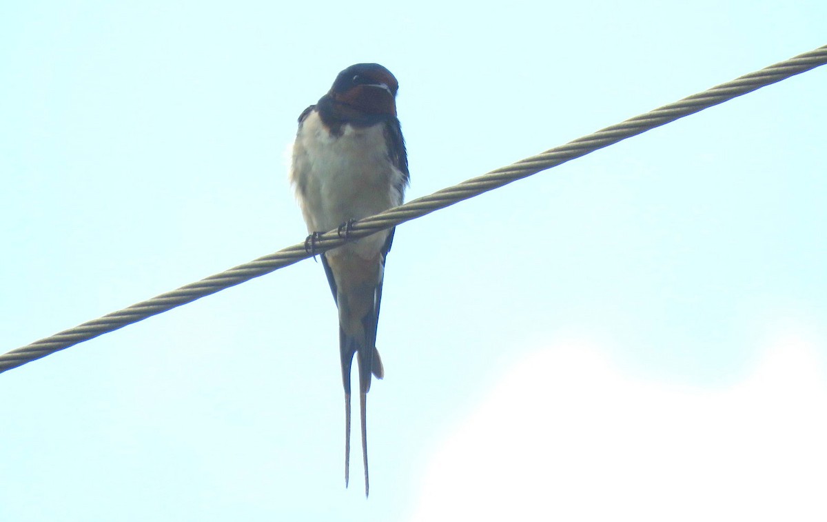 Barn Swallow - ML624246906