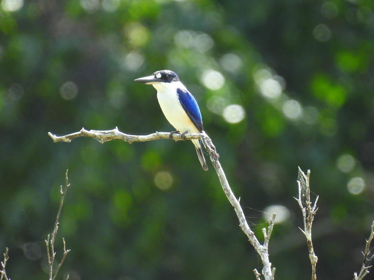 Forest Kingfisher - ML624246941