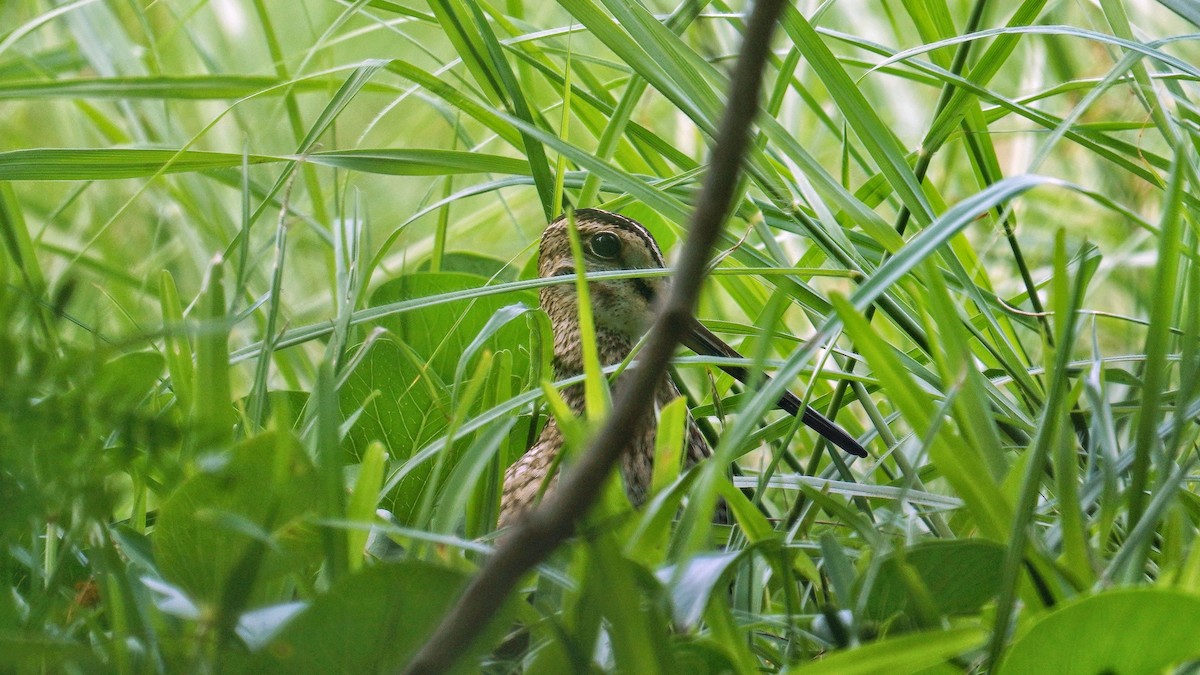 Gallinago sp. - ML624246946