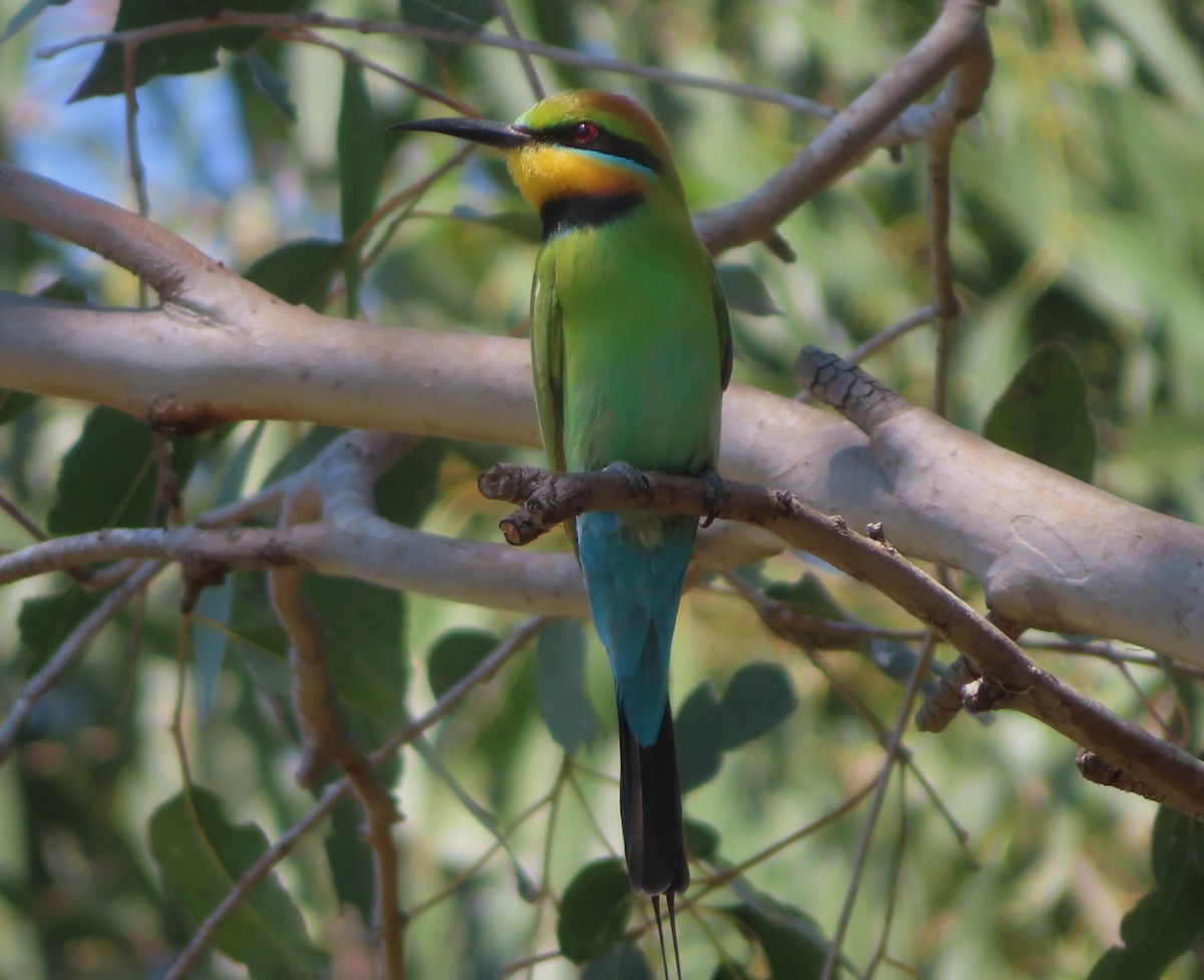 Rainbow Bee-eater - ML624246963