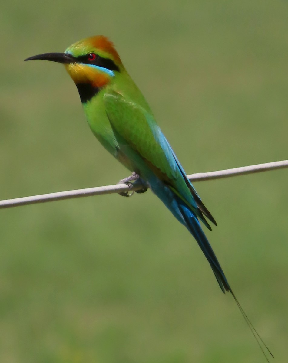 Rainbow Bee-eater - ML624246966