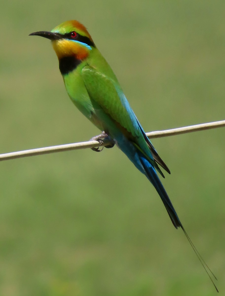 Rainbow Bee-eater - ML624246968