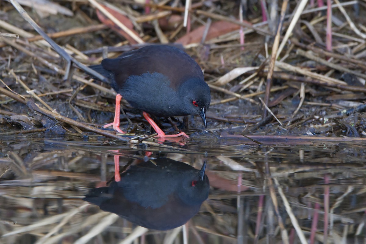 Spotless Crake - ML624246969