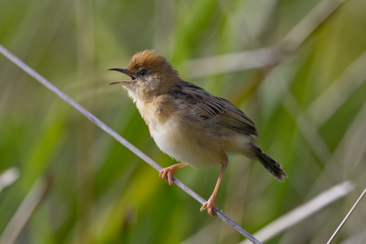 Cisticole à couronne dorée - ML624247002