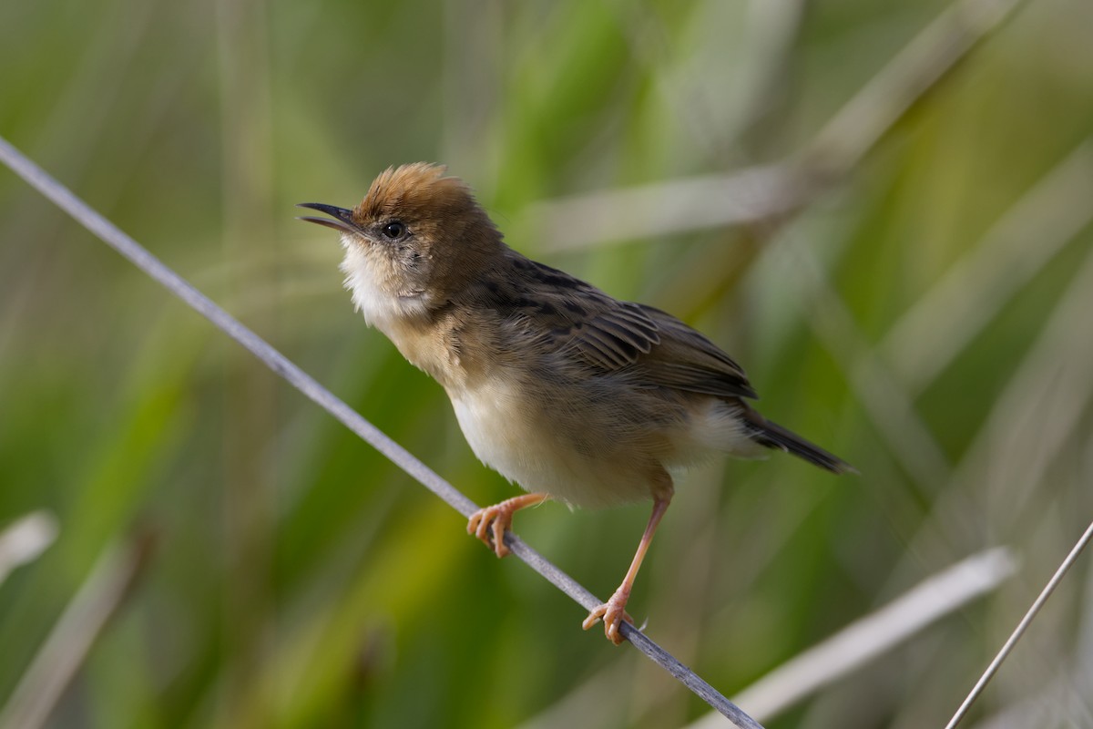 Golden-headed Cisticola - Adrian van der Stel