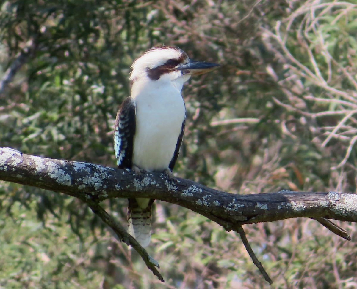 Laughing Kookaburra - ML624247009