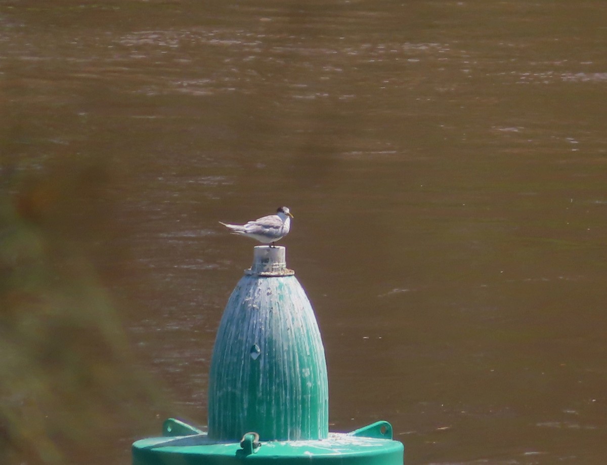 Great Crested Tern - ML624247012