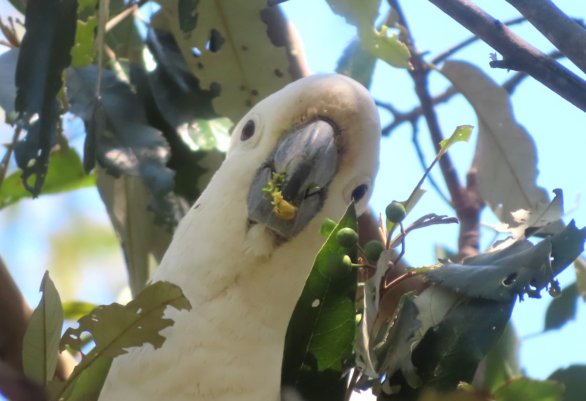 Sulphur-crested Cockatoo - ML624247025