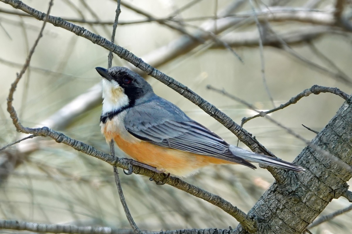 Rufous Whistler - ML624247053