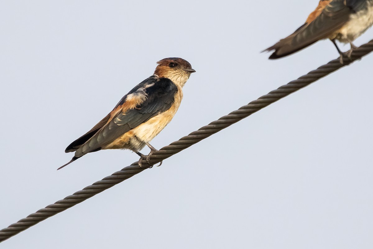 Red-rumped Swallow - ML624247062