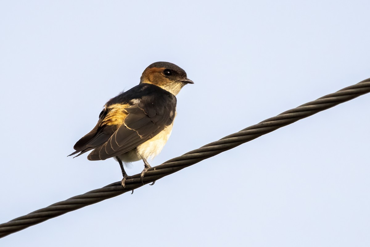 Red-rumped Swallow - ML624247063