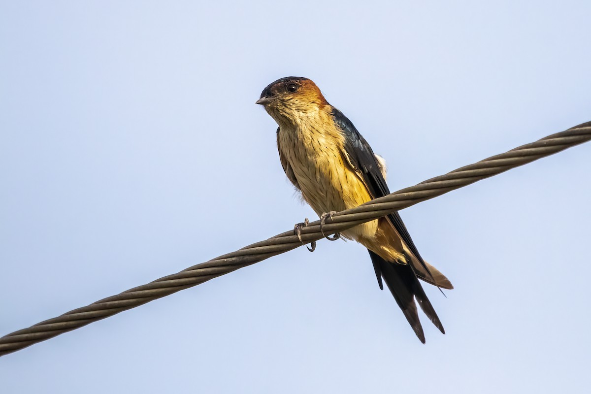 Red-rumped Swallow - ML624247064