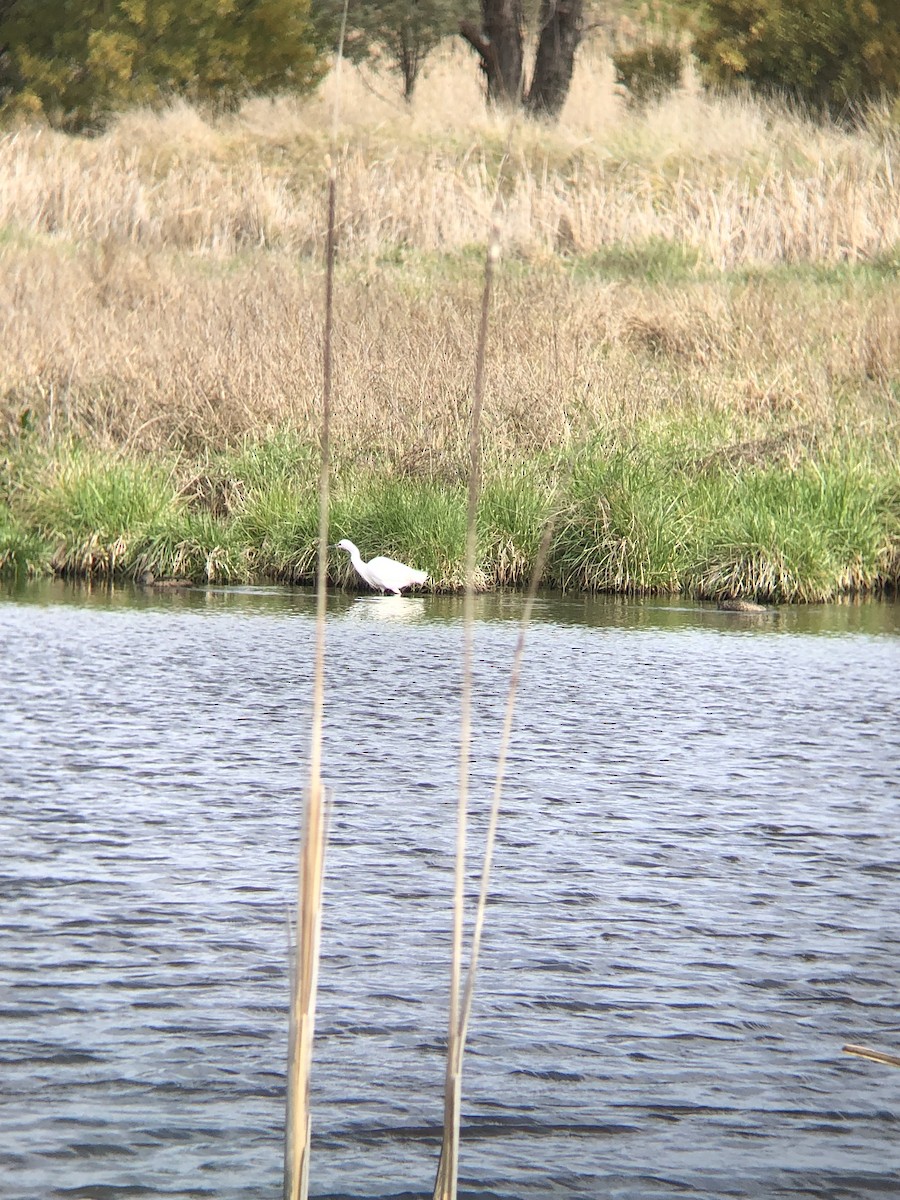 Little Egret - ML624247102