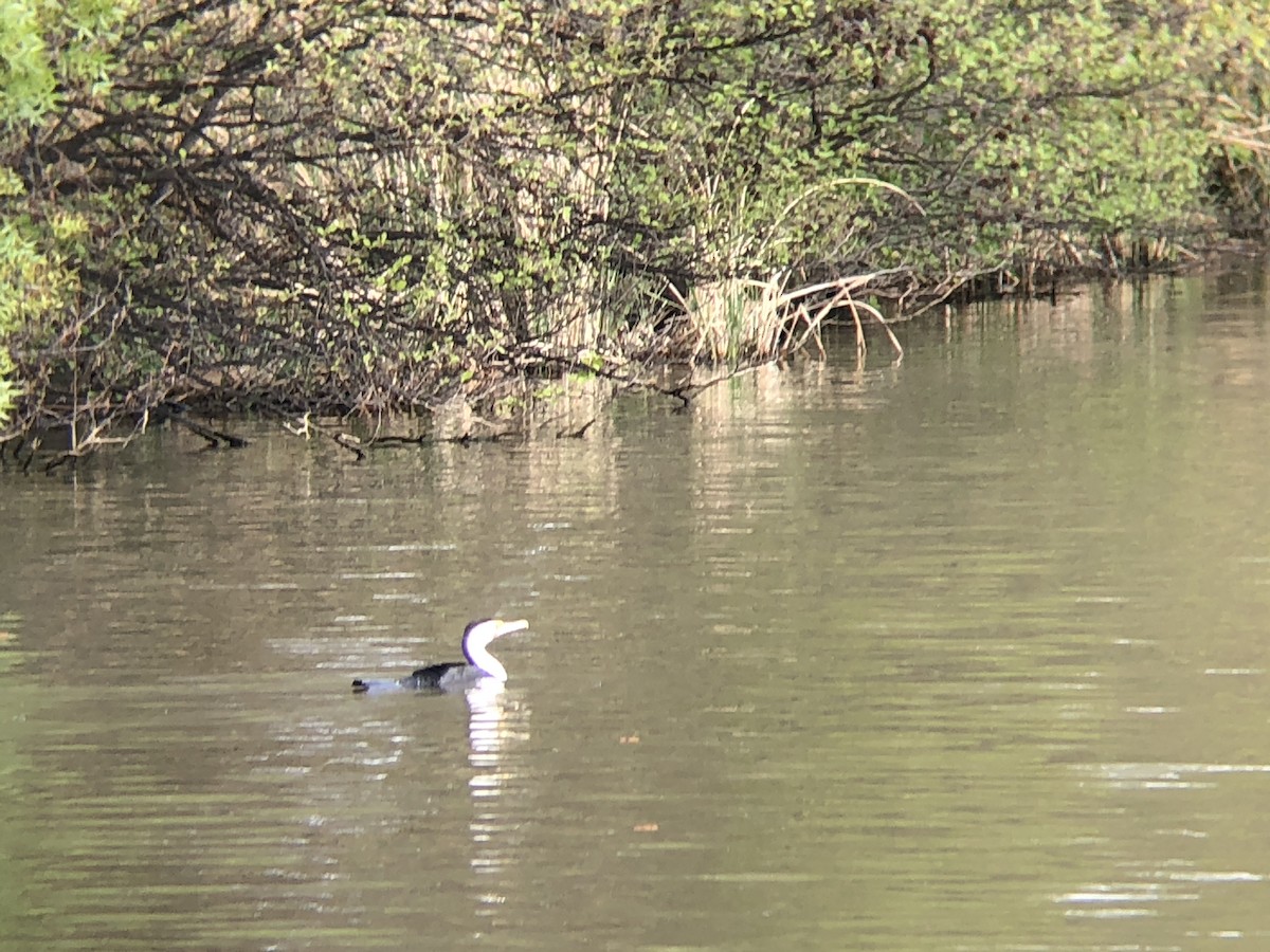 Pied Cormorant - ML624247117