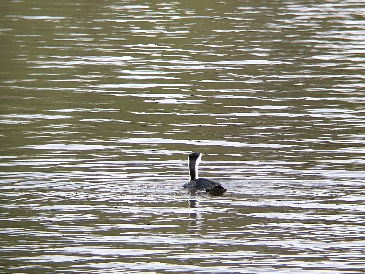 Pied Cormorant - ML624247118