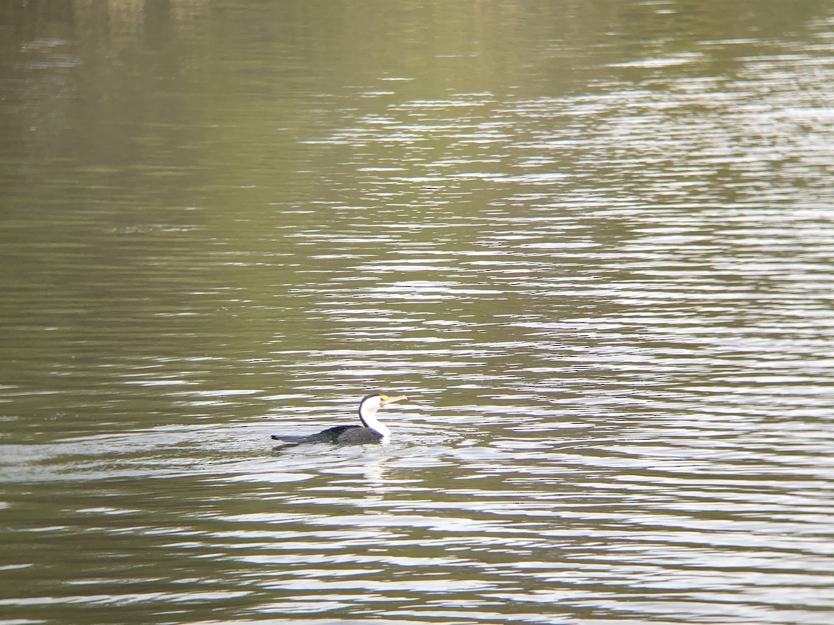 Pied Cormorant - ML624247120