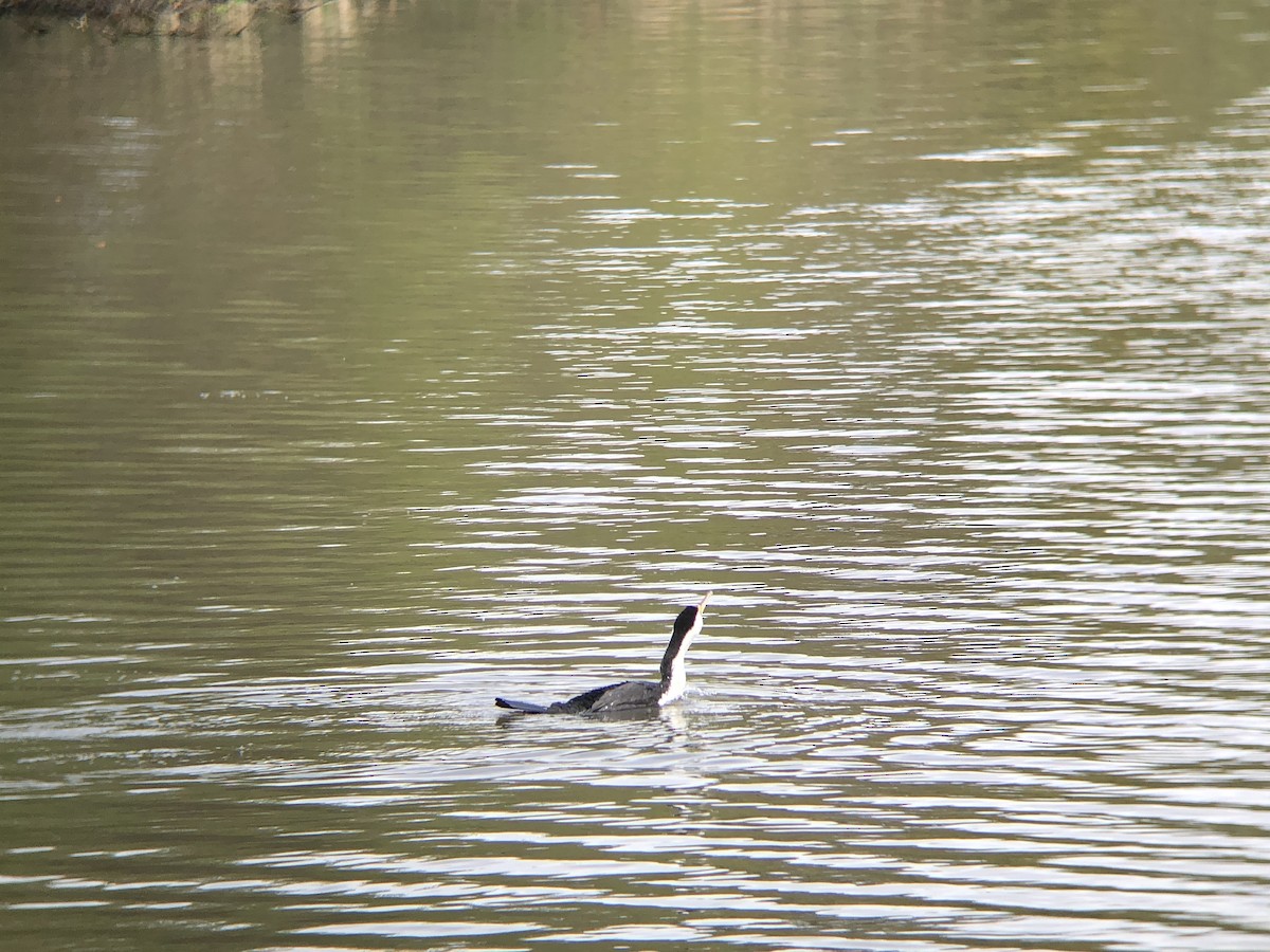 Pied Cormorant - ML624247121