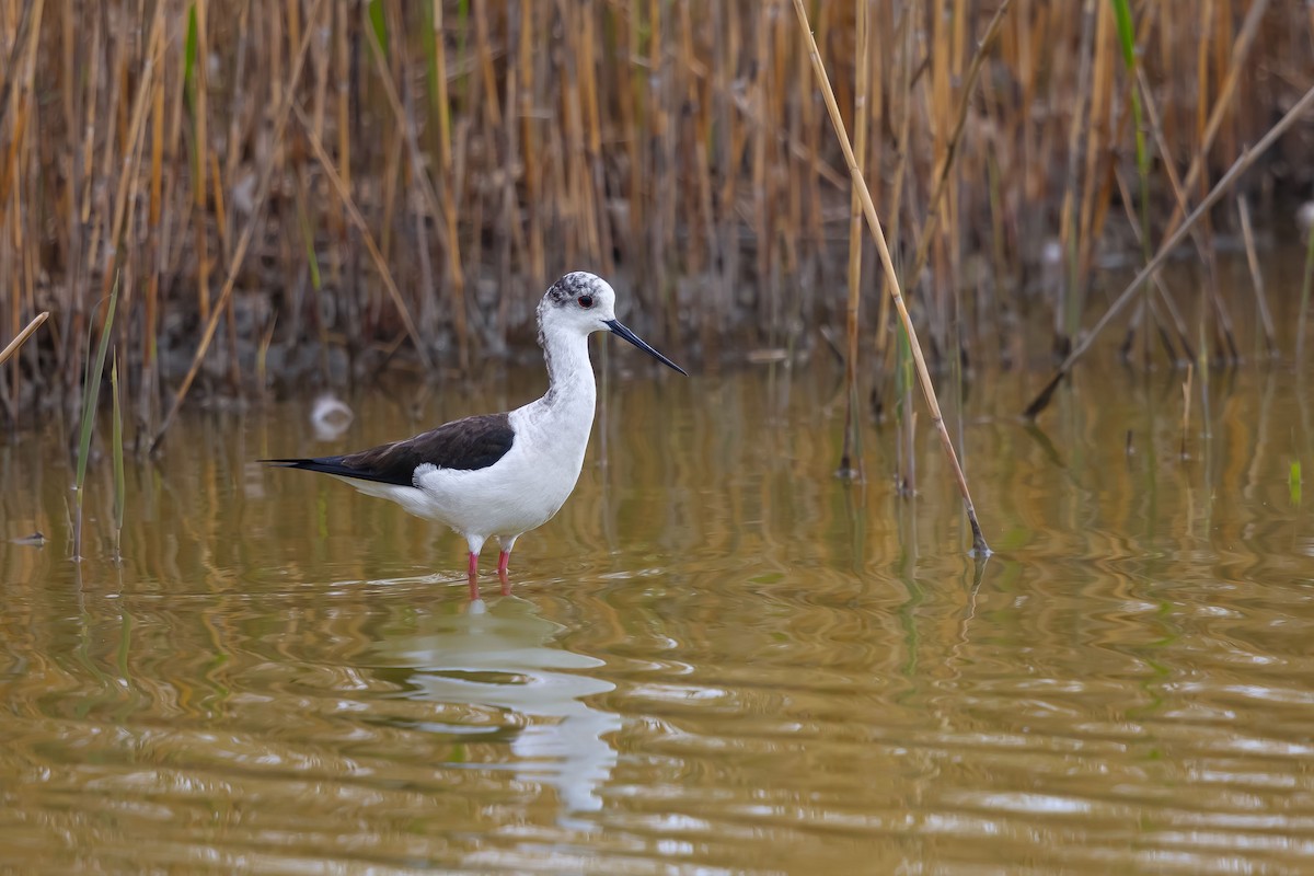 Stelzenläufer - ML624247125