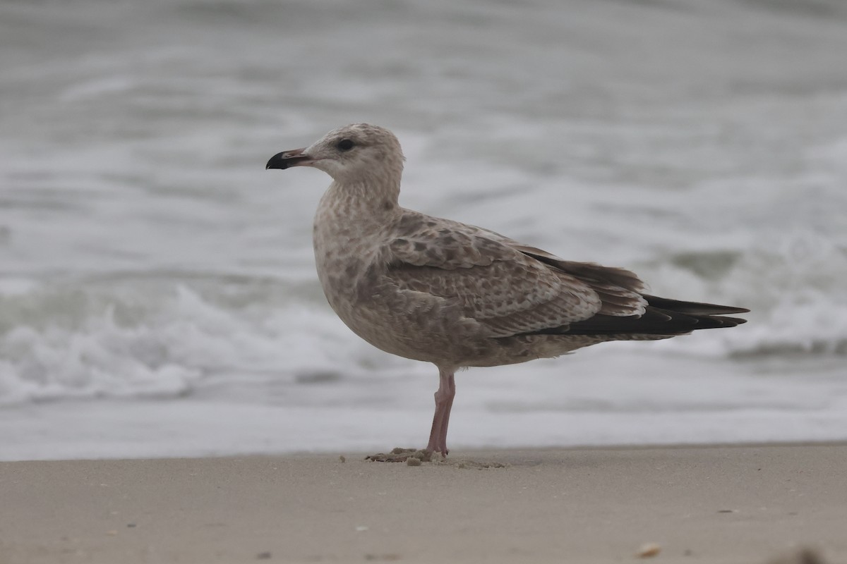 Gaviota Sombría - ML624247137