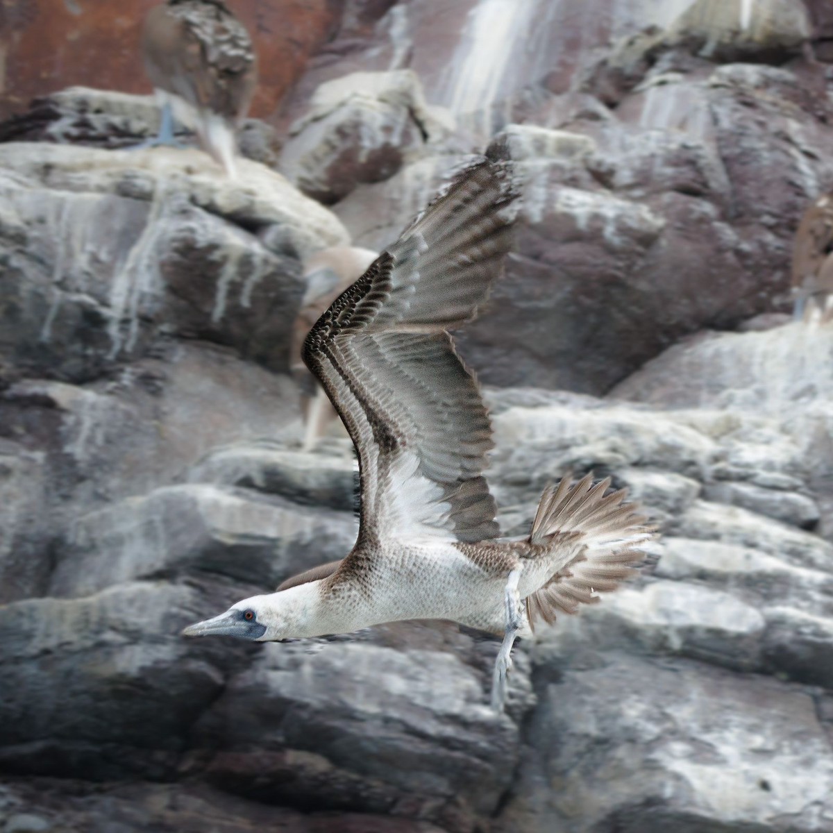 Peruvian Booby - ML624247149