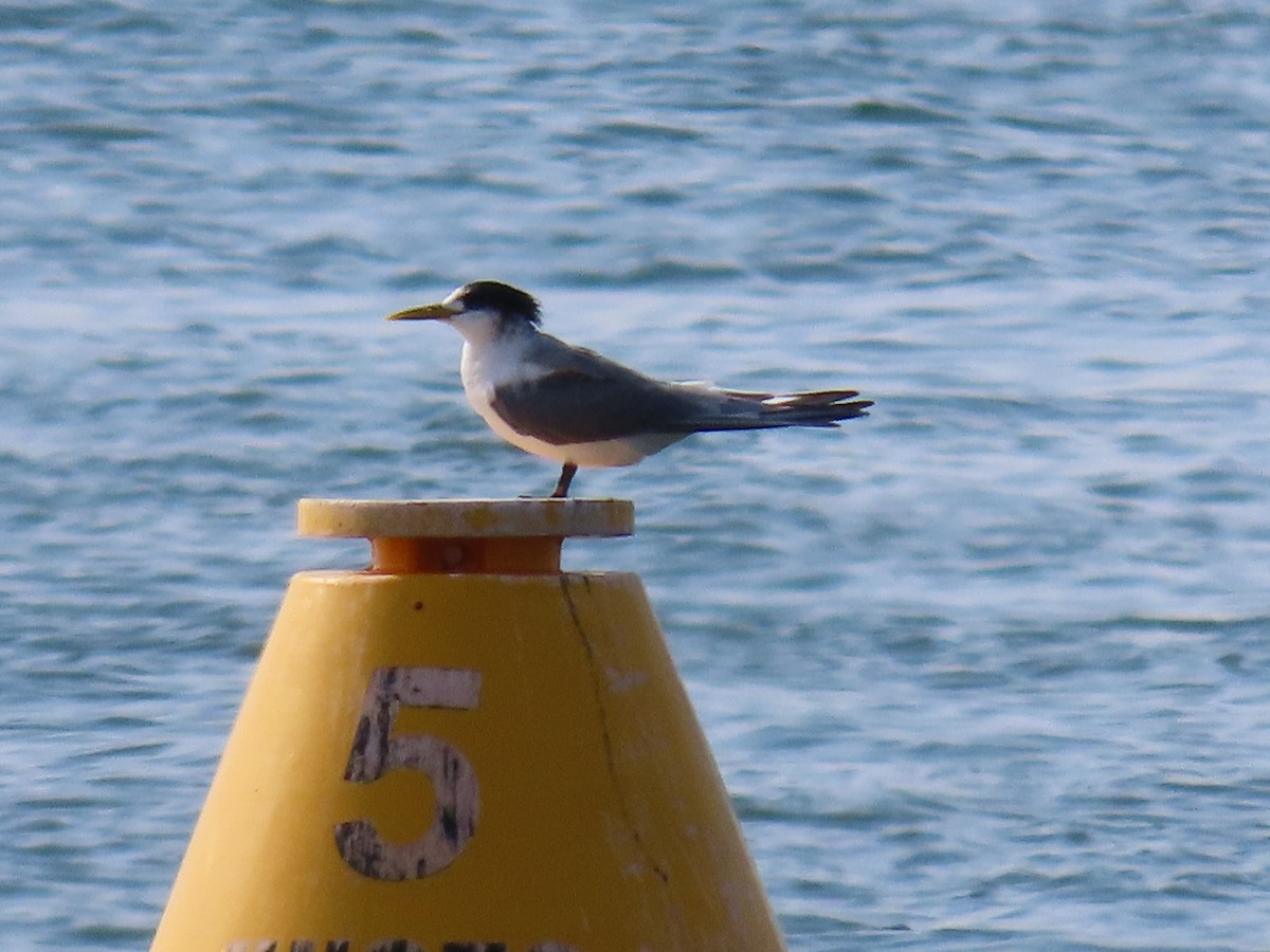 Great Crested Tern - ML624247214