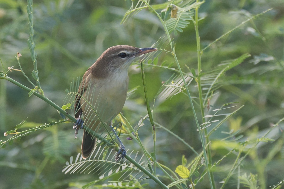 Oriental Reed Warbler - ML624247253