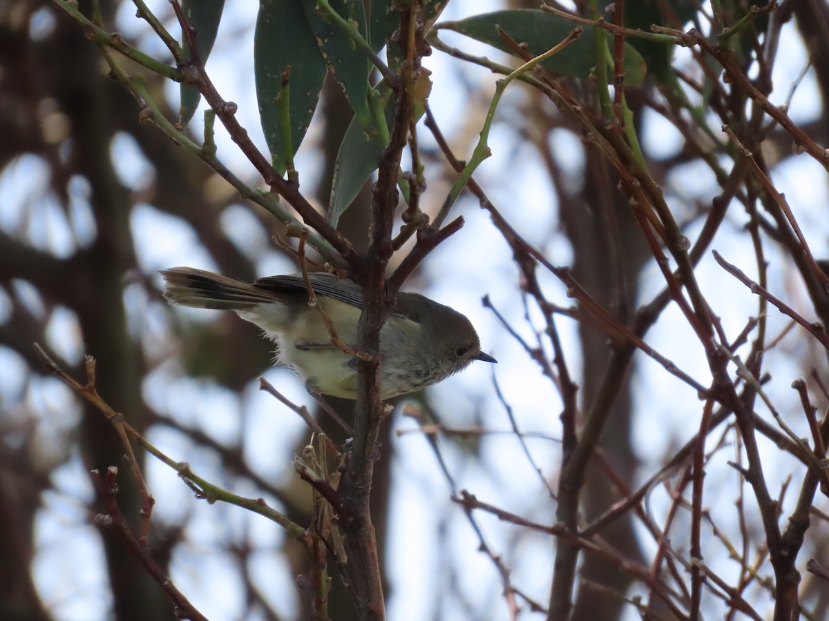 Brown Thornbill - ML624247284