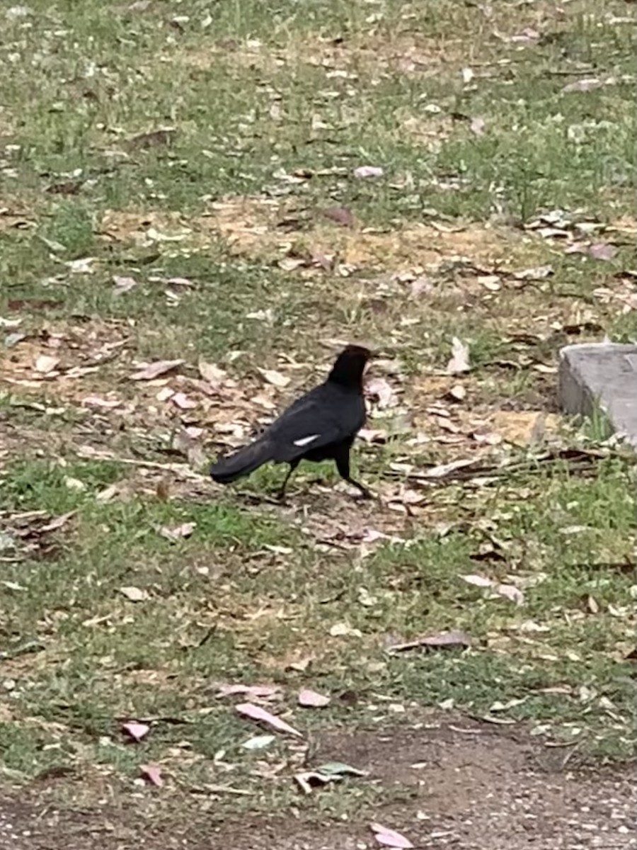 White-winged Chough - ML624247356