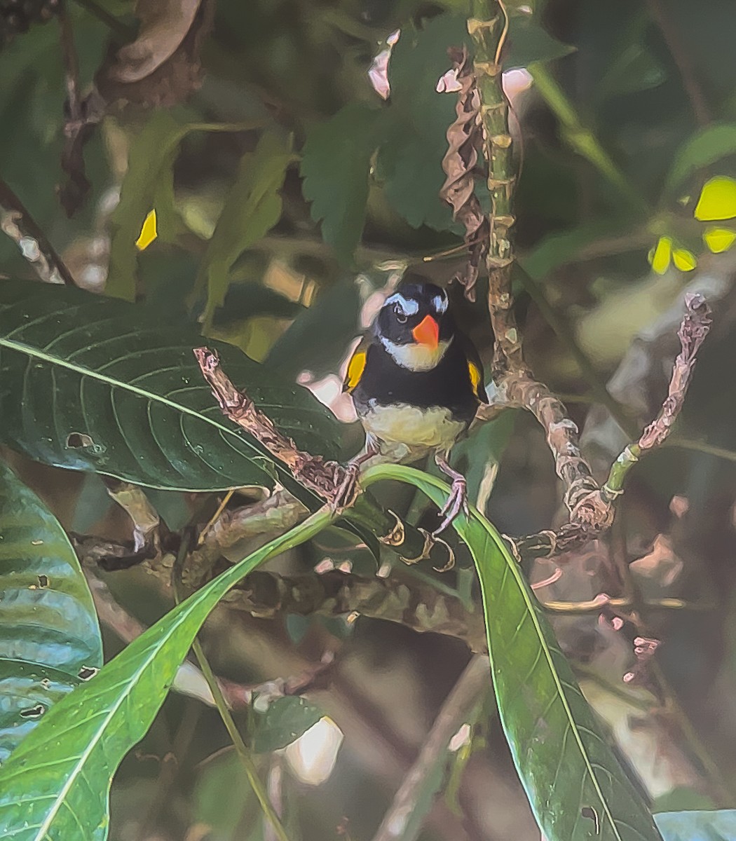 Orange-billed Sparrow - ML624247358