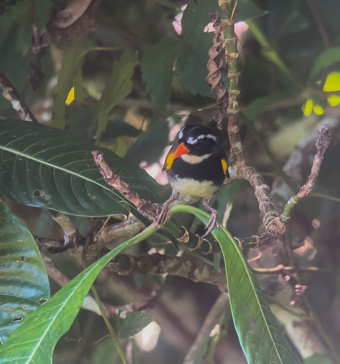 Orange-billed Sparrow - ML624247359