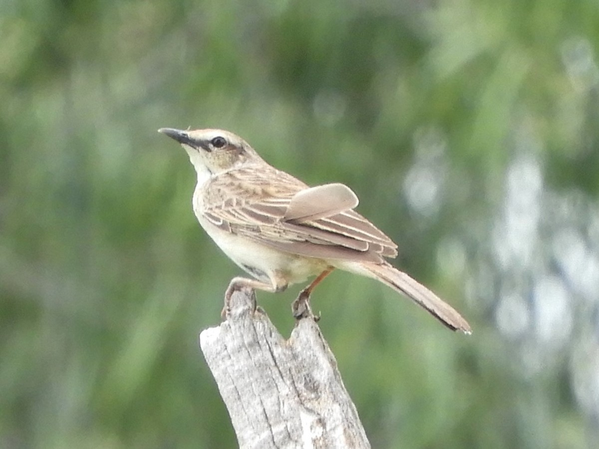 Rufous Songlark - ML624247361