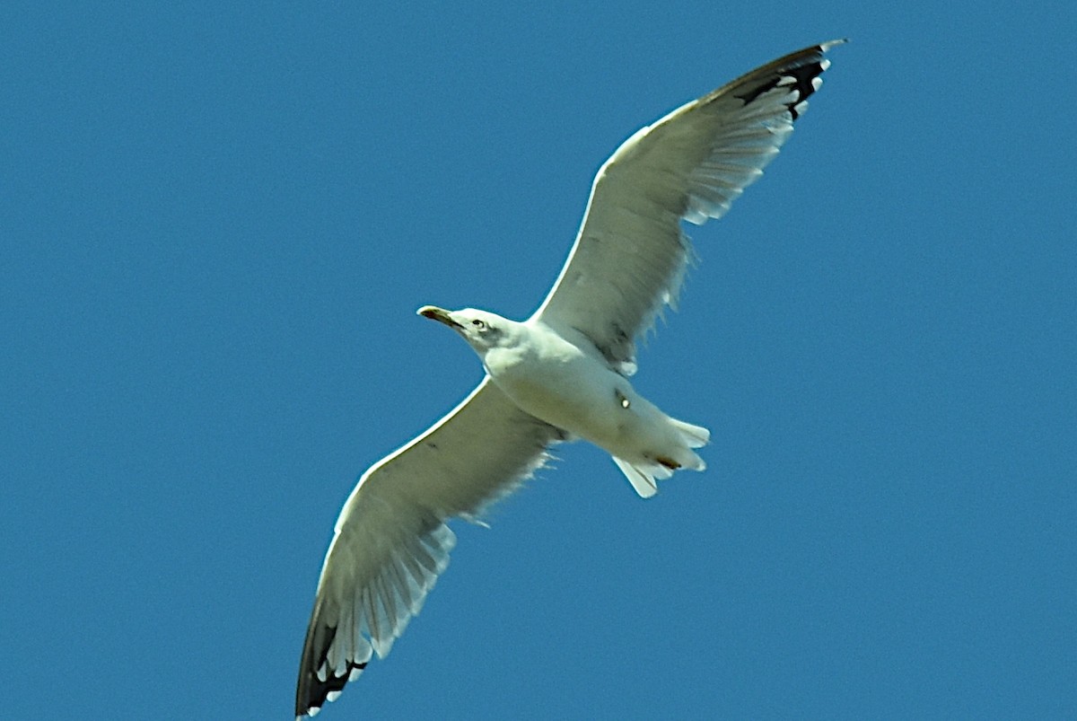 Yellow-legged Gull - ML624247362