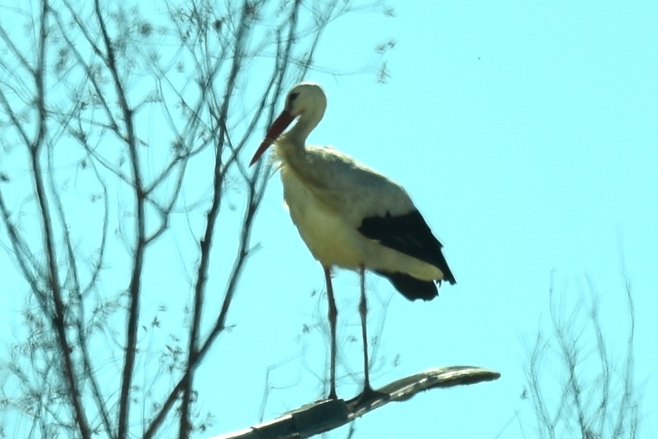 White Stork - ML624247363