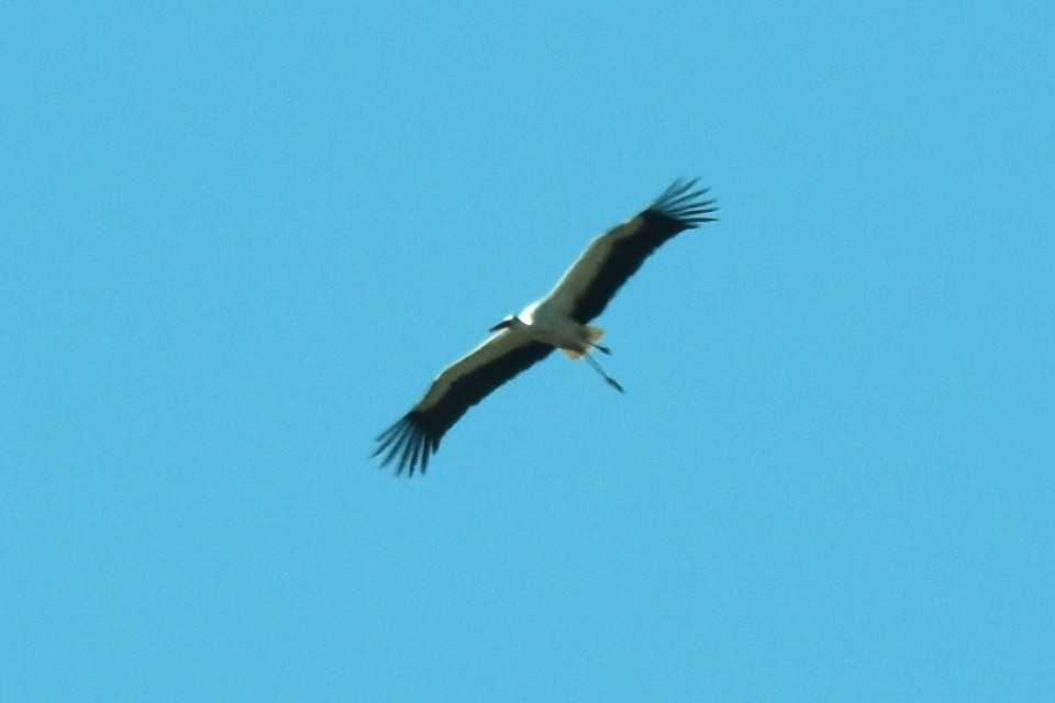 חסידה לבנה - ML624247366