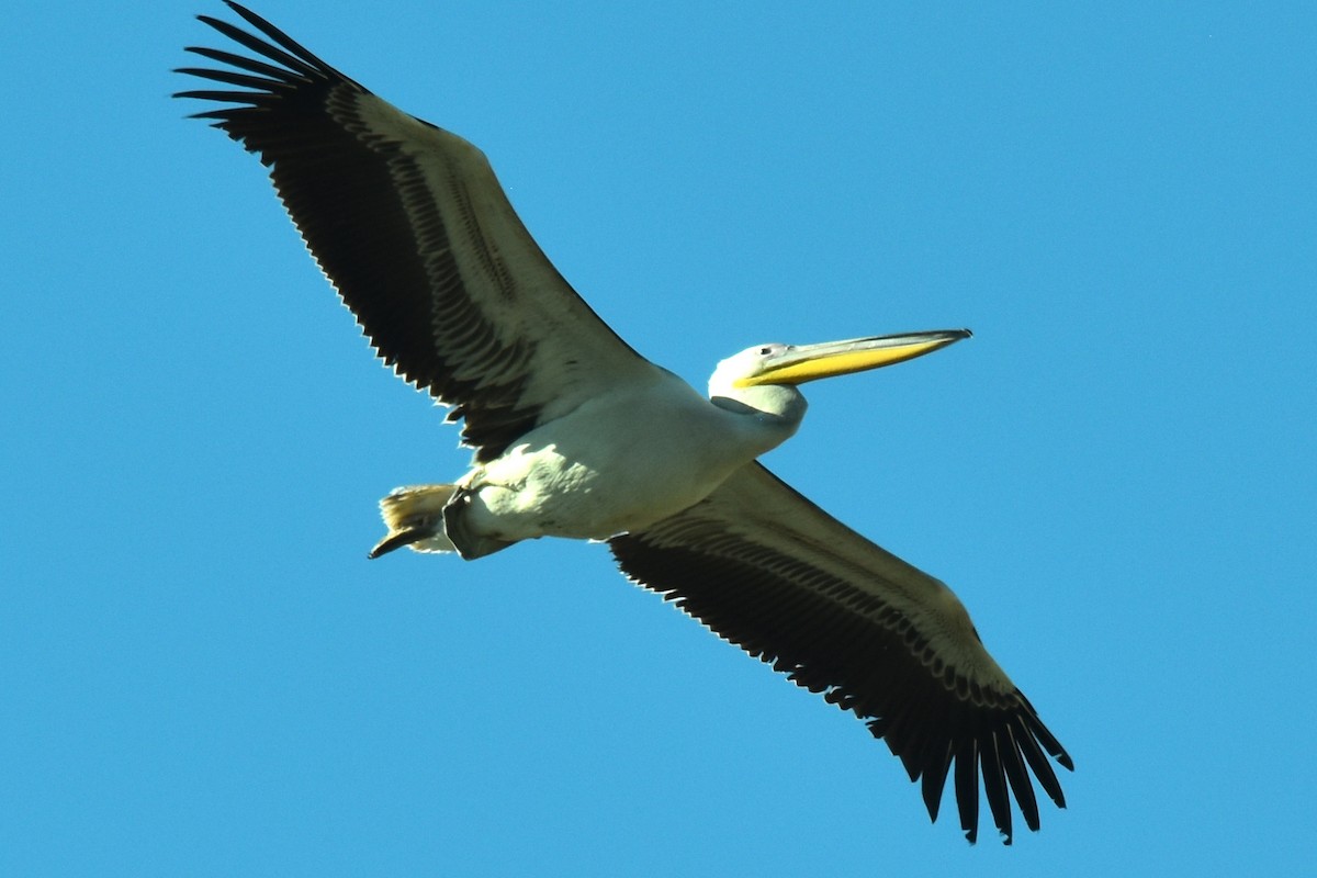 Great White Pelican - ML624247367