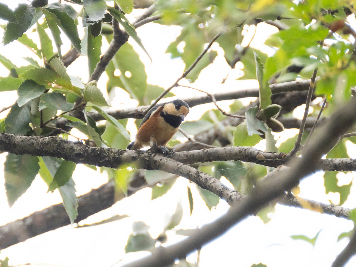 Varied Tit - ML624247368